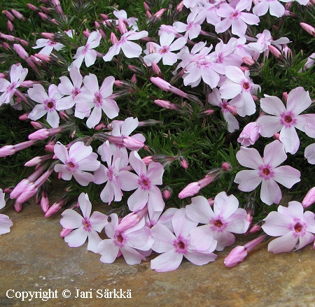 Phlox douglasii 'Kelly's Eye', matasleimu